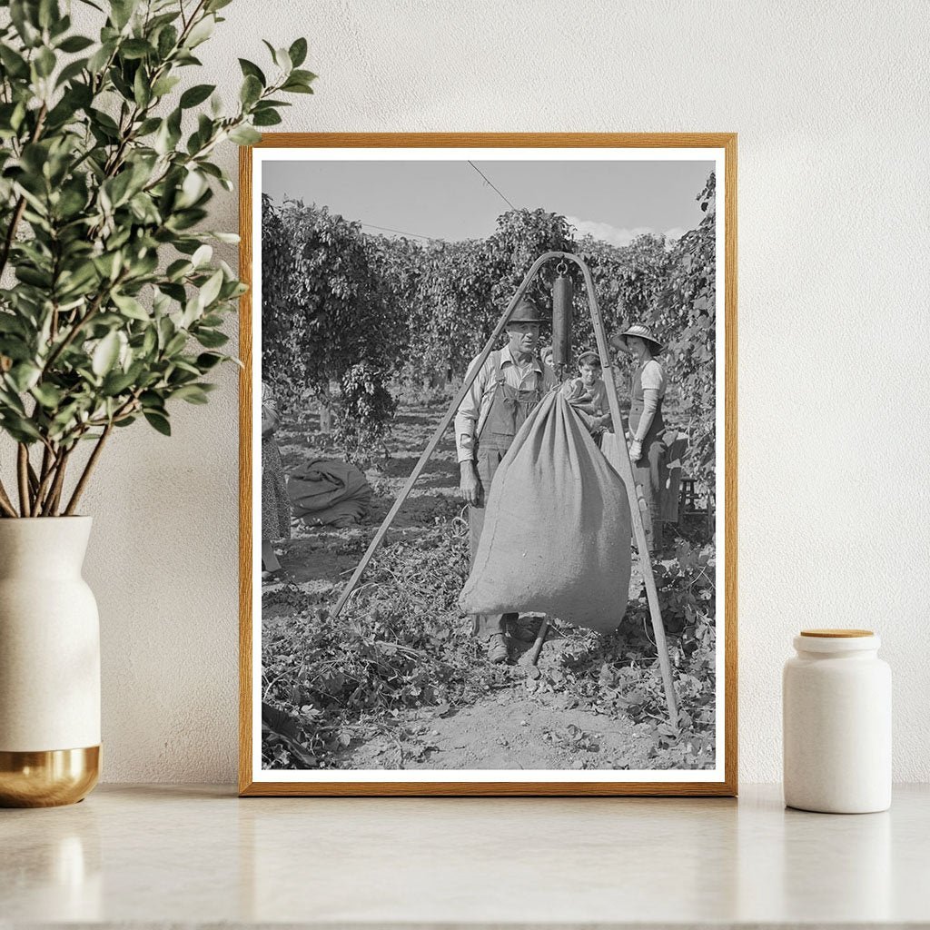 1941 Vintage Photo of Workers Weighing Hops in Yakima County - Available at KNOWOL