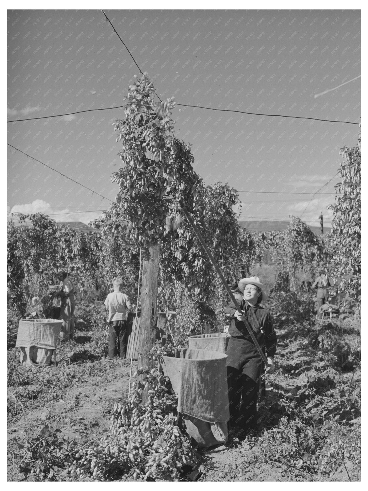 1941 Vintage Workers Harvesting Hops in Yakima County - Available at KNOWOL