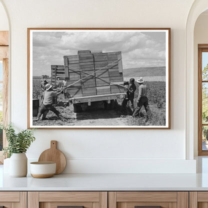 1941 Vintage Workers Tying Peas on Truck in Nampa Idaho - Available at KNOWOL