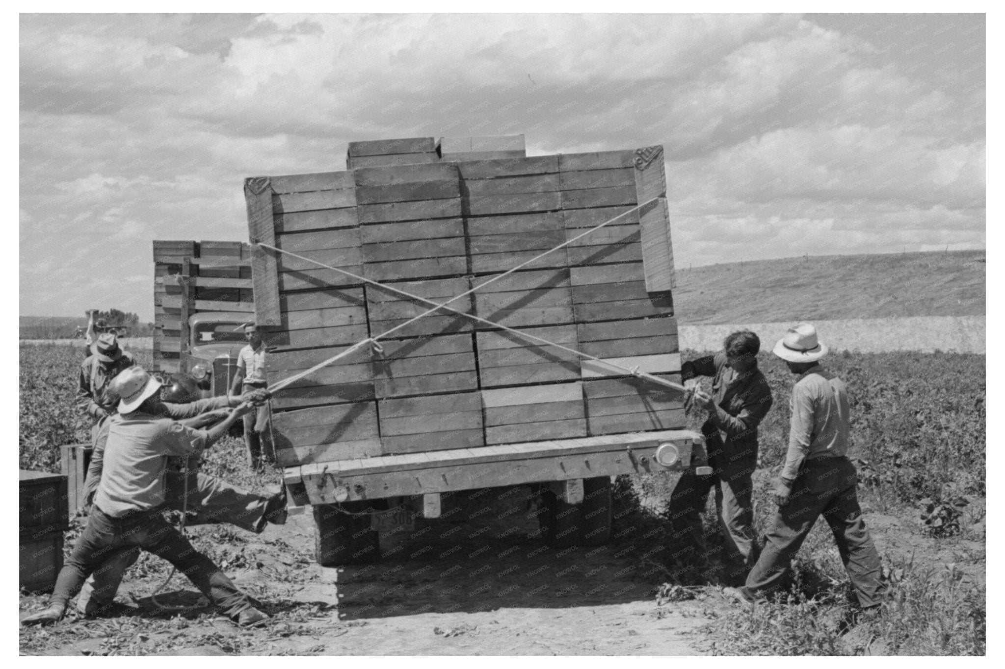 1941 Vintage Workers Tying Peas on Truck in Nampa Idaho - Available at KNOWOL