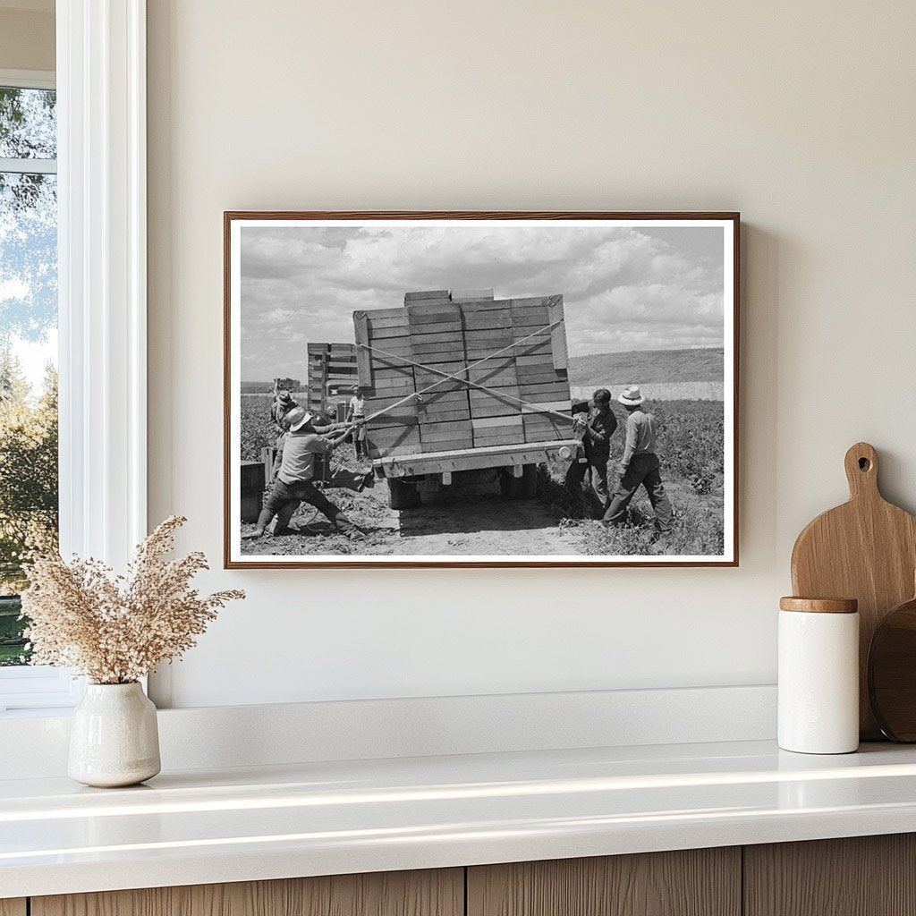 1941 Vintage Workers Tying Peas on Truck in Nampa Idaho - Available at KNOWOL