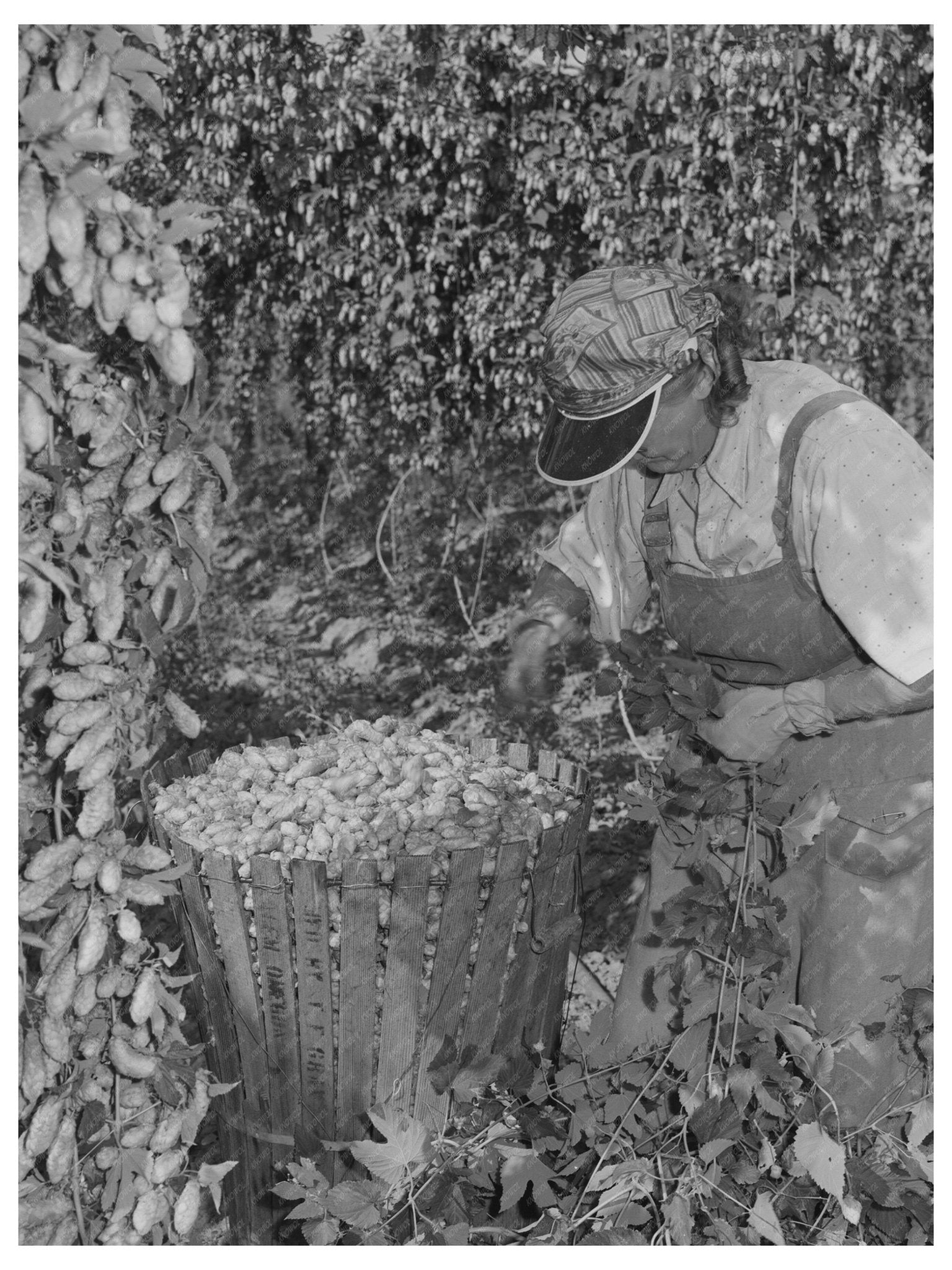 1941 Vintage Yakima County Hop Picker with Basket - Available at KNOWOL