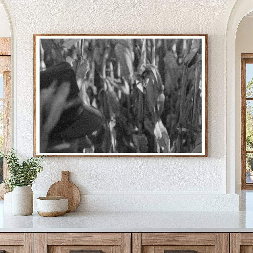 1941 Widow Farmer Husking Corn in Canyon County Idaho - Available at KNOWOL