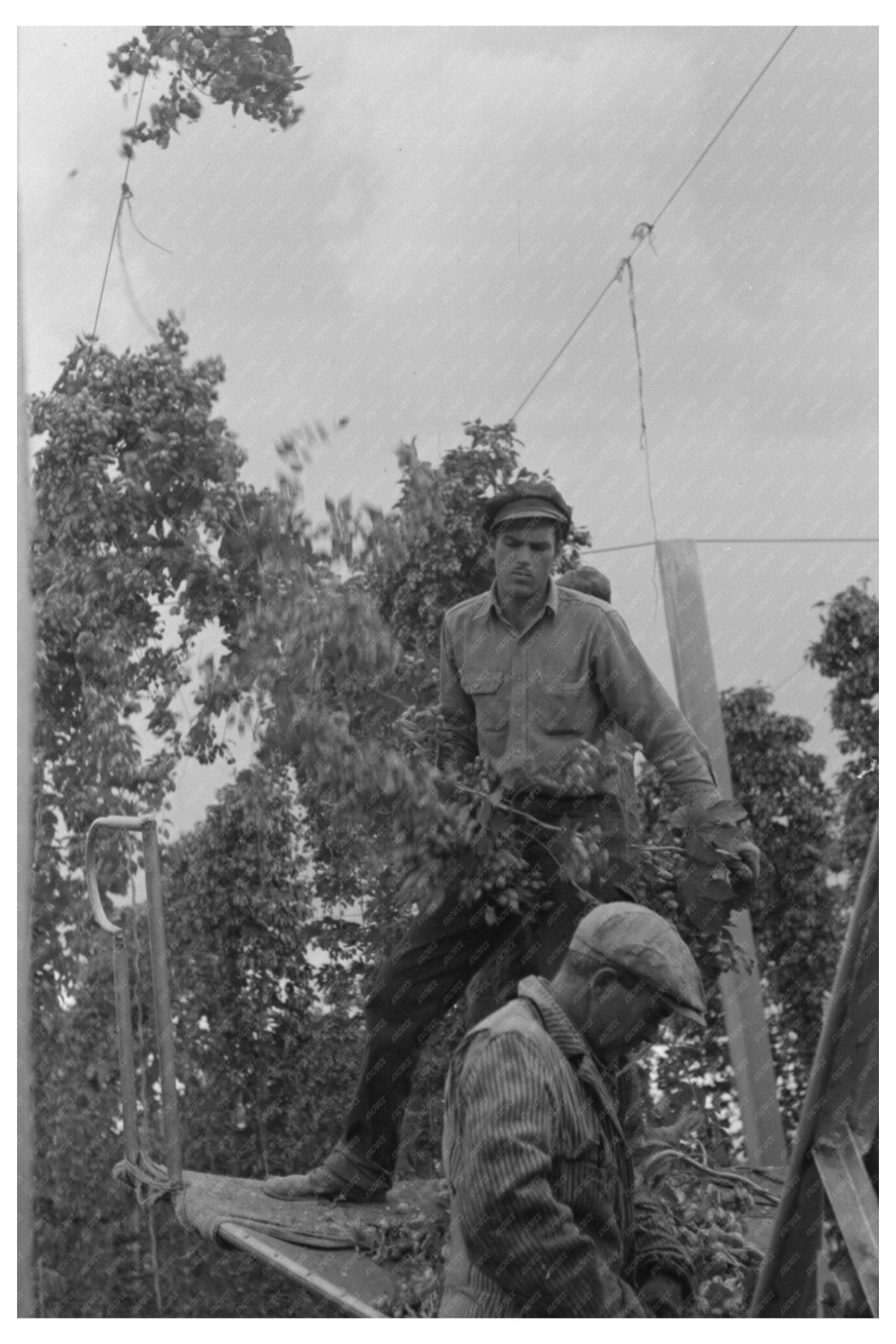 1941 Workers Dismantling Hop Vines at Yakima Ranch - Available at KNOWOL