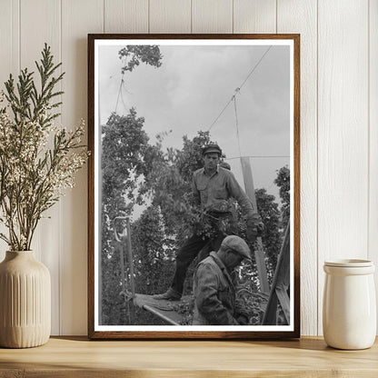 1941 Workers Dismantling Hop Vines at Yakima Ranch - Available at KNOWOL