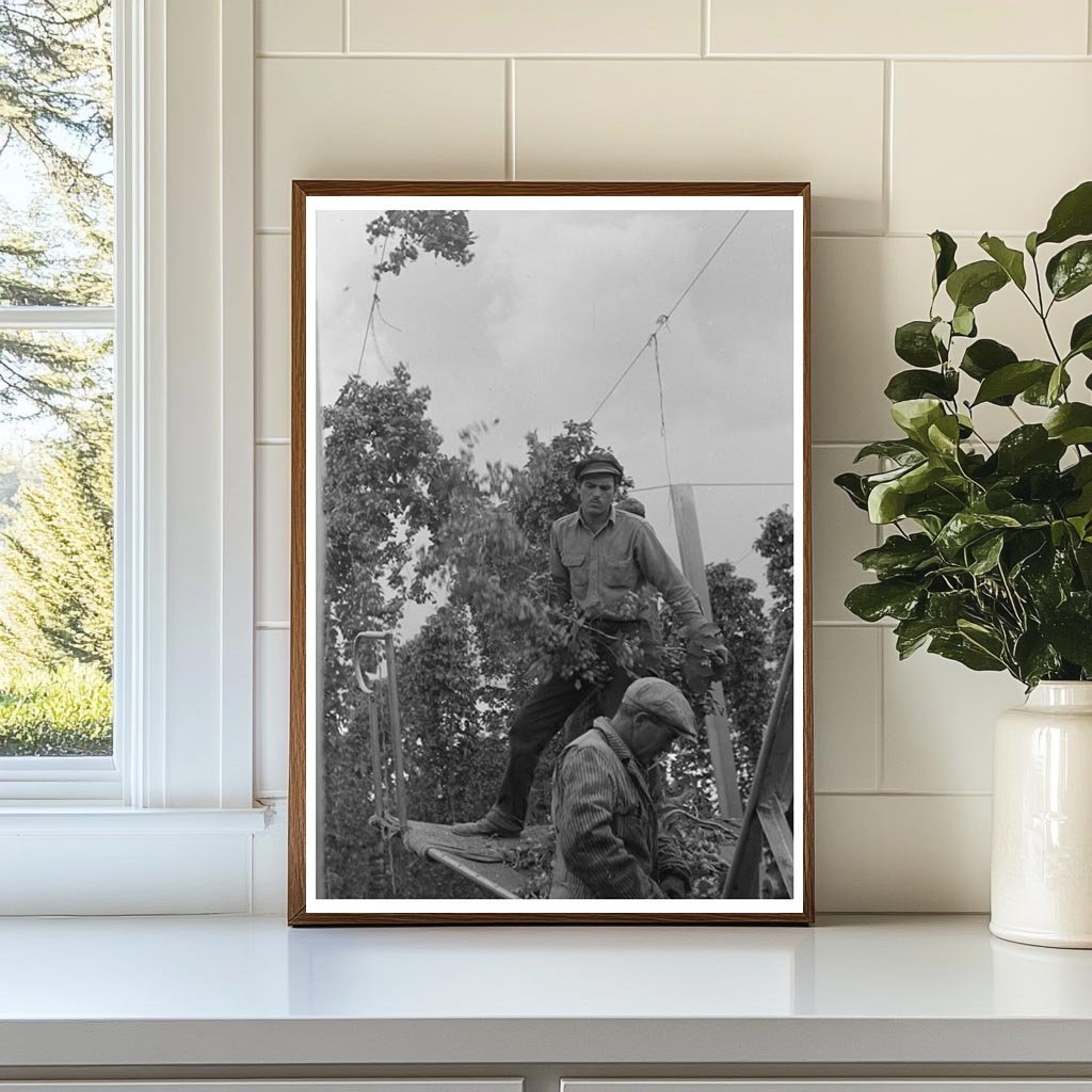 1941 Workers Dismantling Hop Vines at Yakima Ranch - Available at KNOWOL