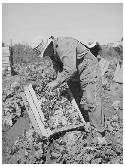 1941 Workers Packing Lettuce in Canyon County Idaho - Available at KNOWOL