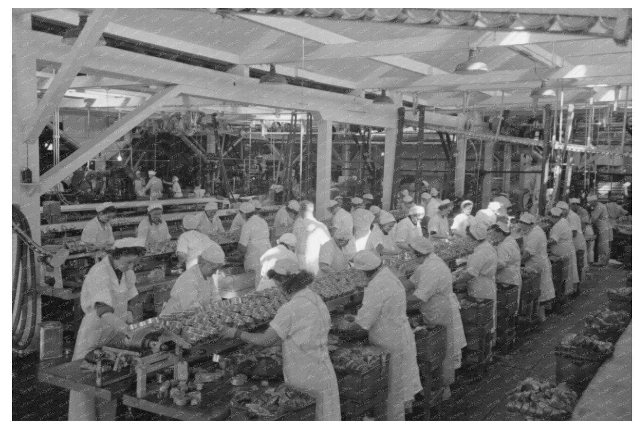 1941 Workers Packing Salmon at Columbia River Packing Association - Available at KNOWOL