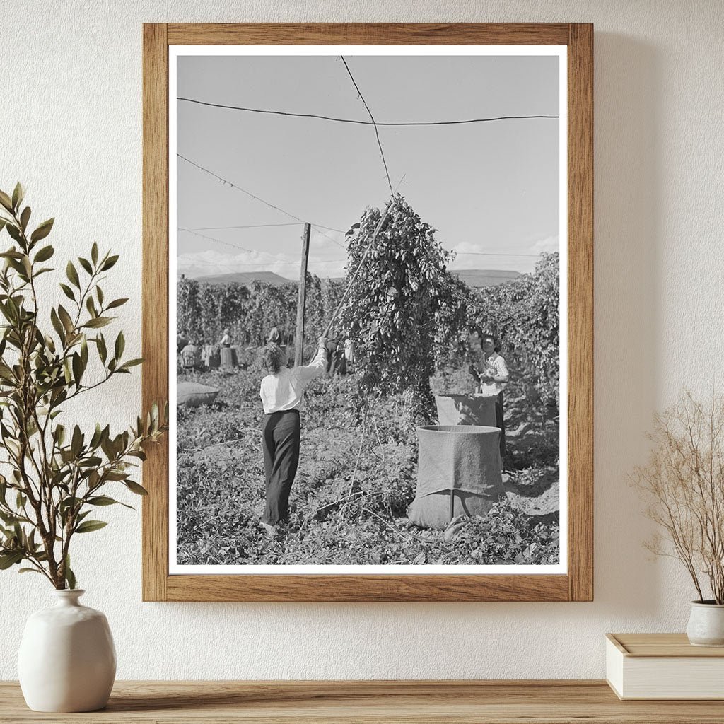 1941 Workers Pulling Down Hop Vines in Yakima County - Available at KNOWOL