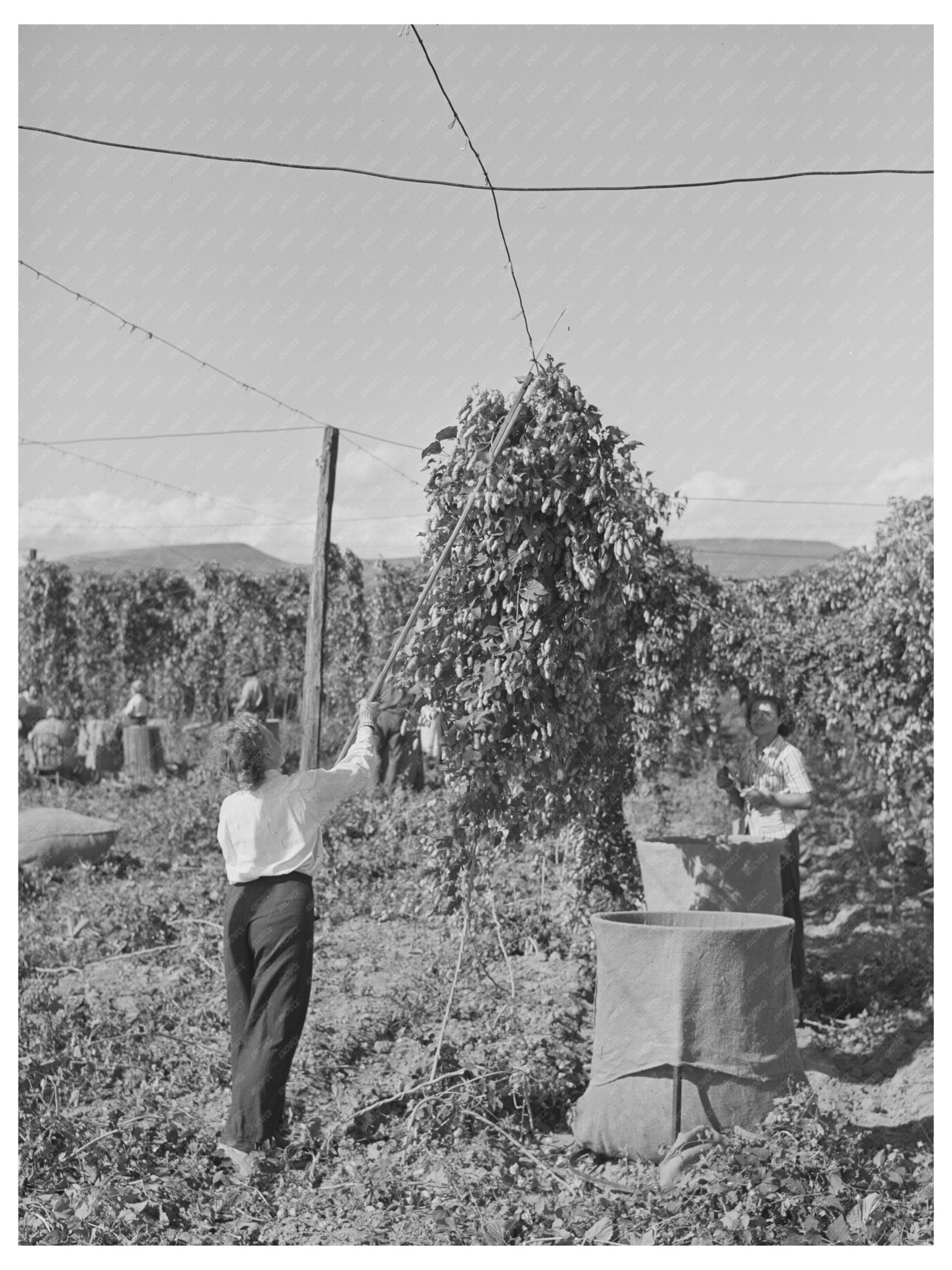 1941 Workers Pulling Down Hop Vines in Yakima County - Available at KNOWOL