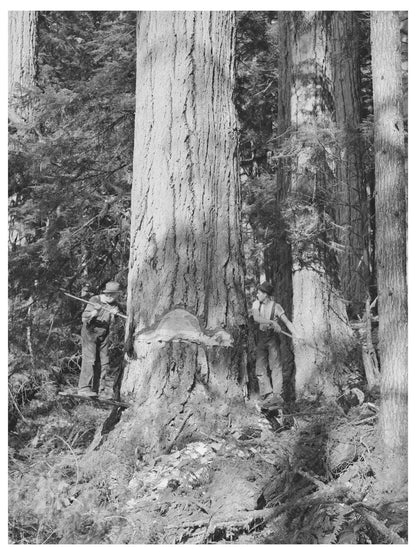 1941 Workers Undercutting Fir Tree at Long Bell Lumber Company - Available at KNOWOL