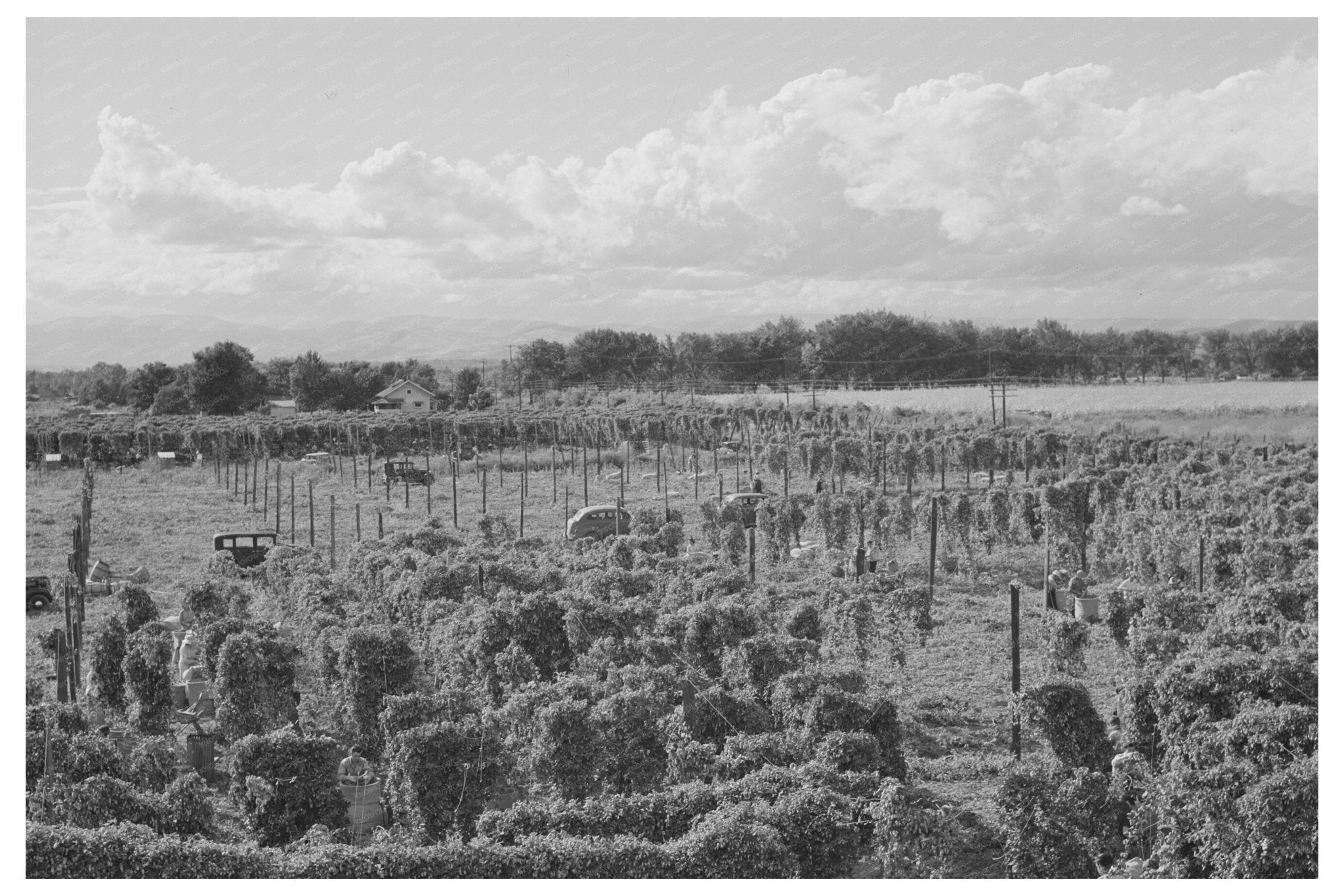 1941 Yakima County Hop Field Agricultural Landscape Photo - Available at KNOWOL