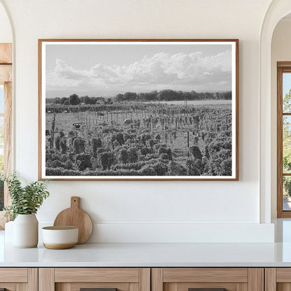 1941 Yakima County Hop Field Agricultural Landscape Photo - Available at KNOWOL