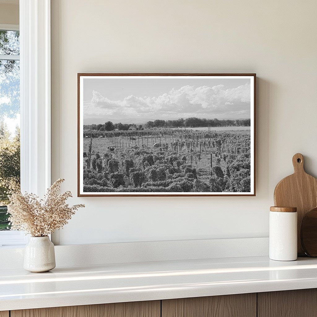 1941 Yakima County Hop Field Agricultural Landscape Photo - Available at KNOWOL