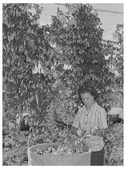 1941 Yakima County Hop - Picking Process in Washington - Available at KNOWOL