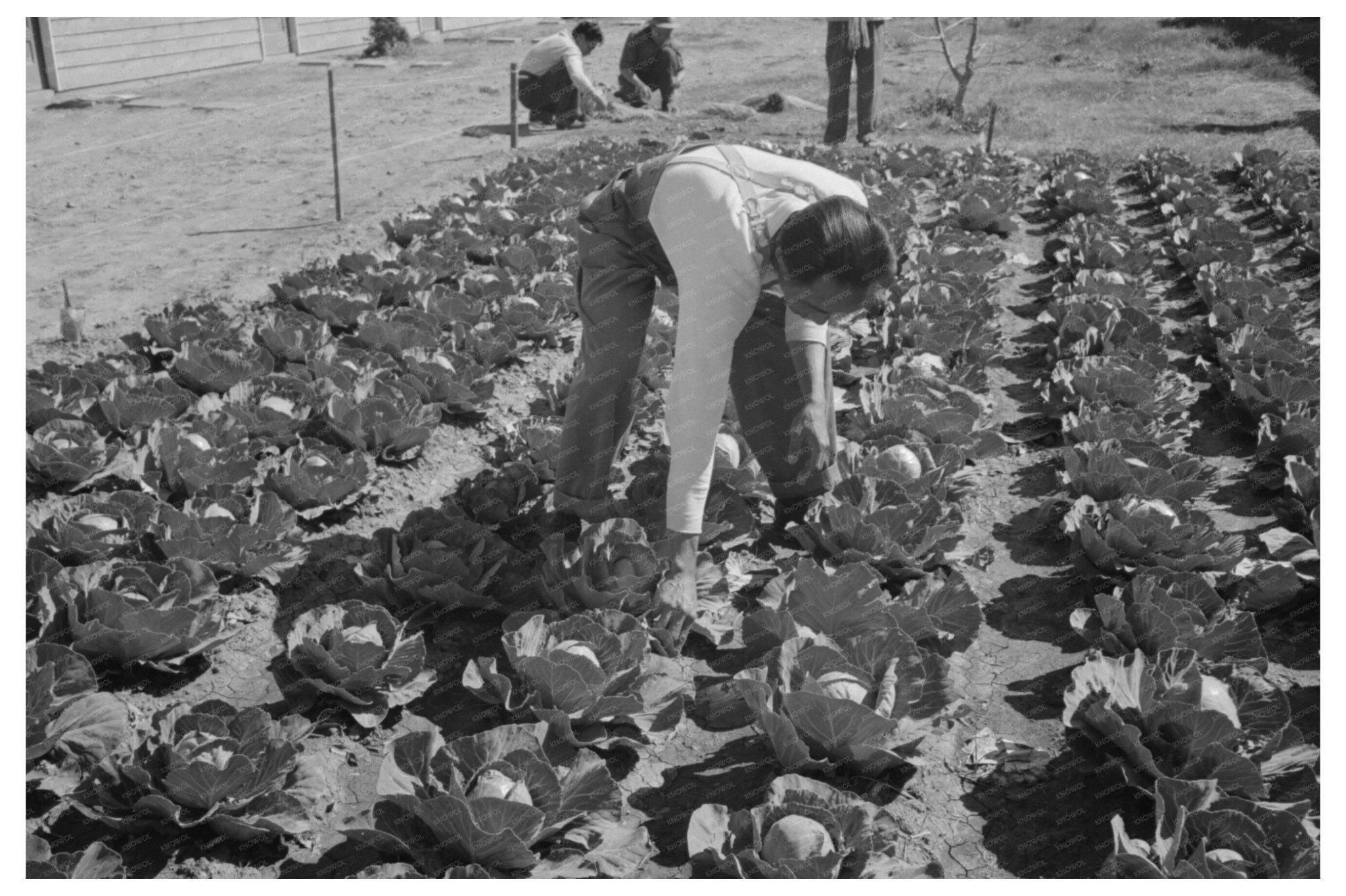 1942 Agricultural Worker in Cabbage Field Yuma County Arizona - Available at KNOWOL