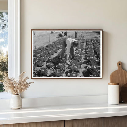 1942 Agricultural Worker in Cabbage Field Yuma County Arizona - Available at KNOWOL