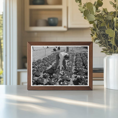 1942 Agricultural Worker in Cabbage Field Yuma County Arizona - Available at KNOWOL