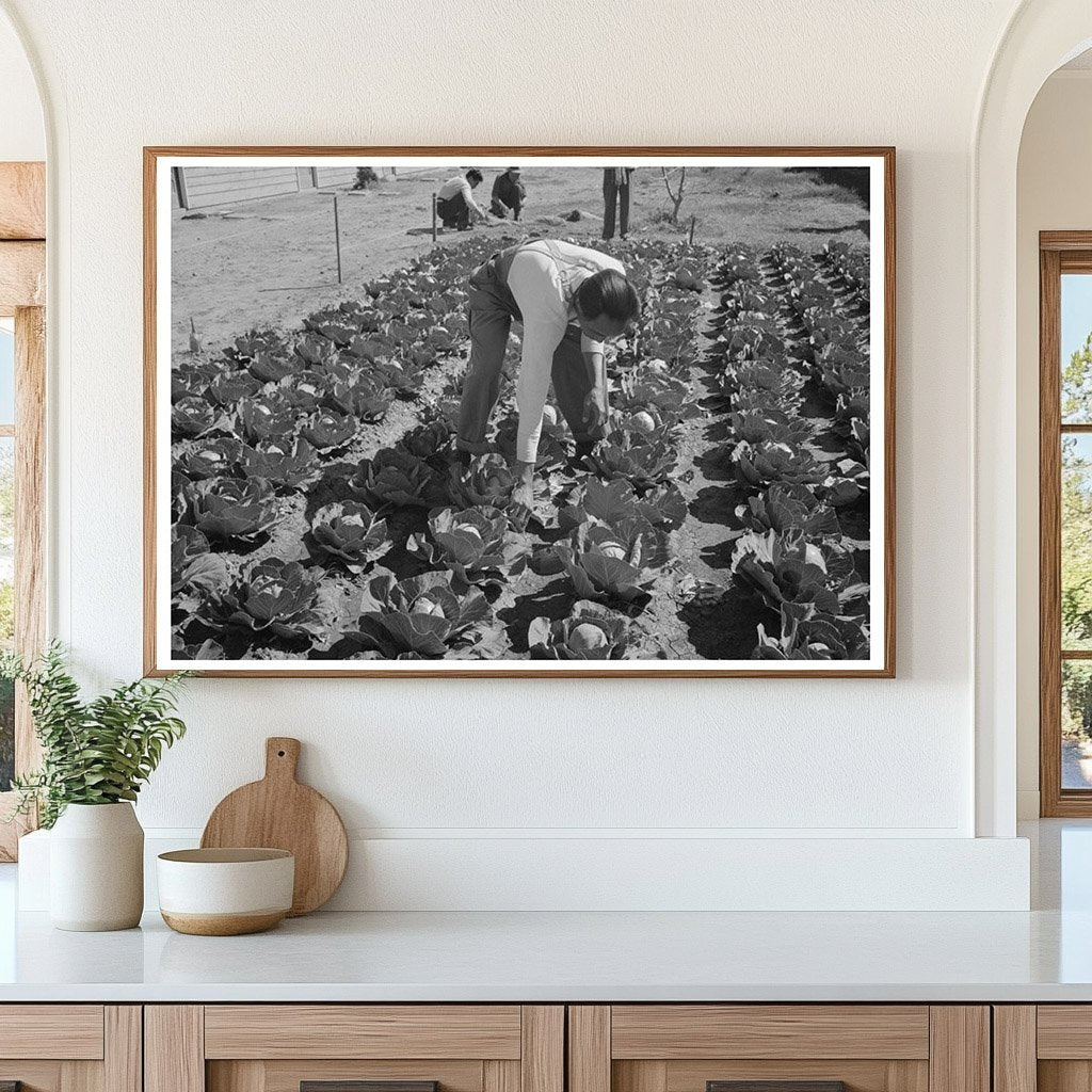 1942 Agricultural Worker in Cabbage Field Yuma County Arizona - Available at KNOWOL