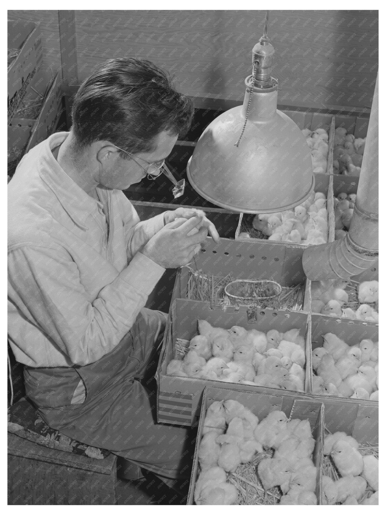 1942 Baby Chick Sexing Process at Petaluma Hatchery - Available at KNOWOL