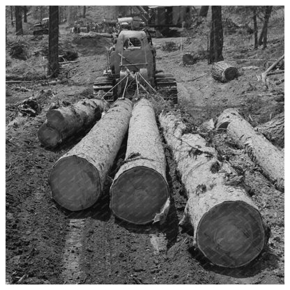 1942 Diesel Caterpillar Tractor Logging in Oregon Forest - Available at KNOWOL