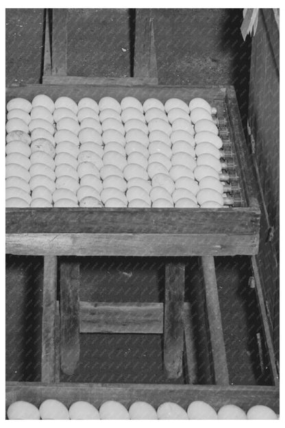 1942 Egg Incubation Process at Petaluma Hatchery - Available at KNOWOL