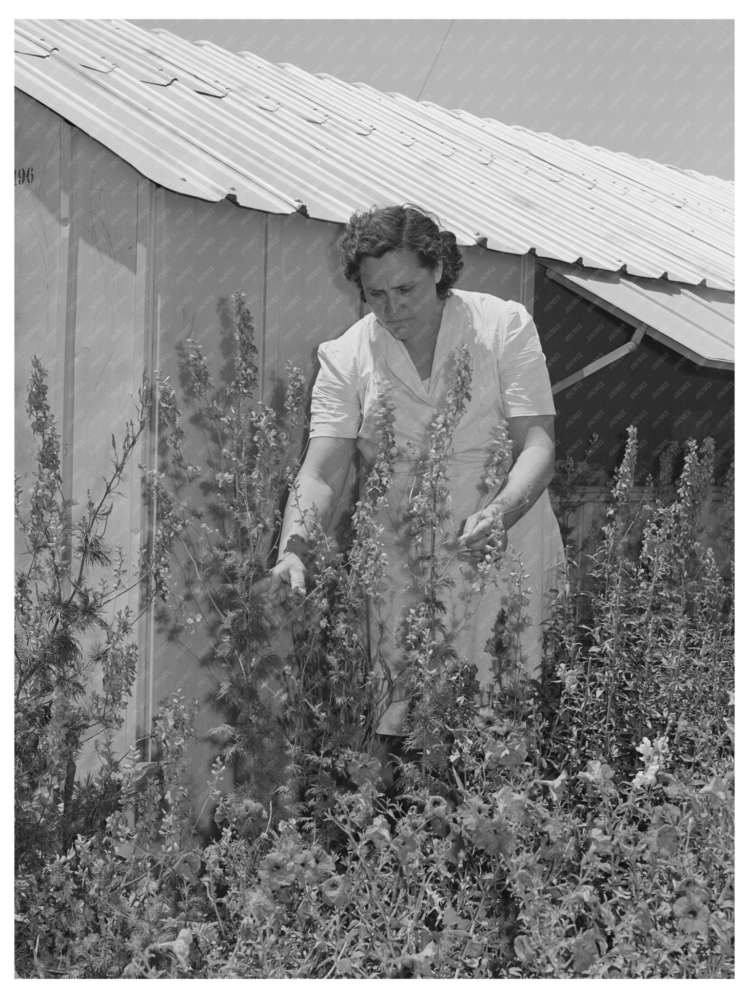 1942 Flower Garden in Yuba City Agricultural Community - Available at KNOWOL