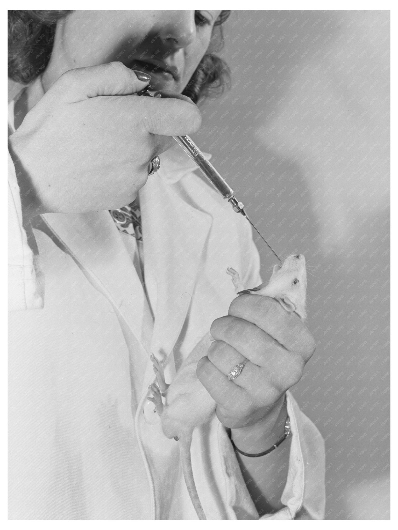 1942 Laboratory Technician Feeding Rat Vitamins - Available at KNOWOL