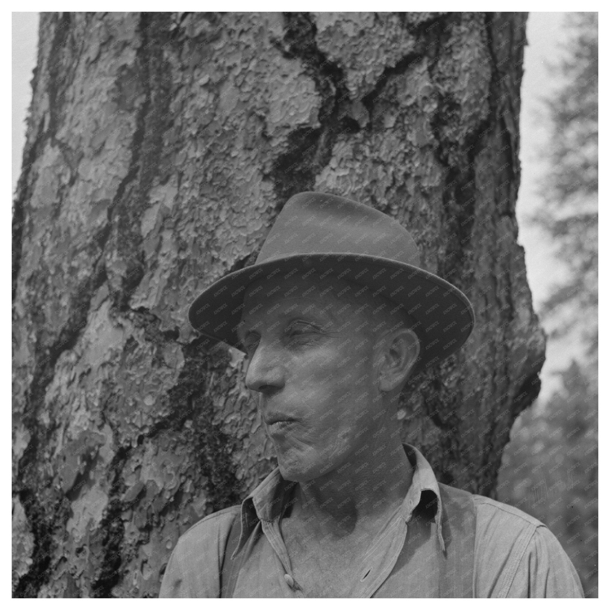 1942 Lumberjack Undercut Malheur National Forest Oregon - Available at KNOWOL