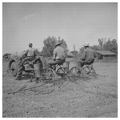 1942 Merced County Peanut Planting in California - Available at KNOWOL