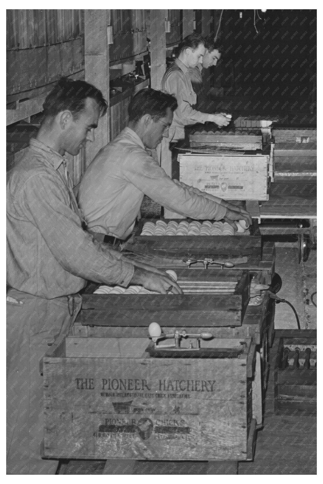 1942 Petaluma Packing Plant Crates of Eggs Distribution - Available at KNOWOL