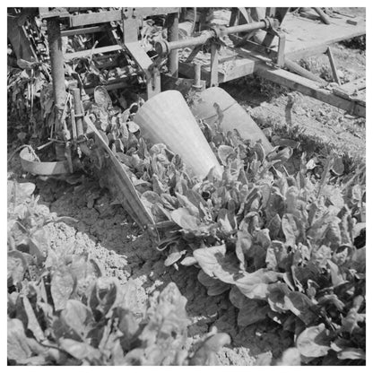 1942 Spinach Harvester Detail San Benito County California - Available at KNOWOL