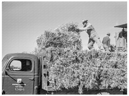 1942 Truck Loading Guayule in Salinas Valley California - Available at KNOWOL