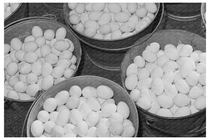 1942 Vintage Egg Collection on Sonoma County Chicken Ranch - Available at KNOWOL