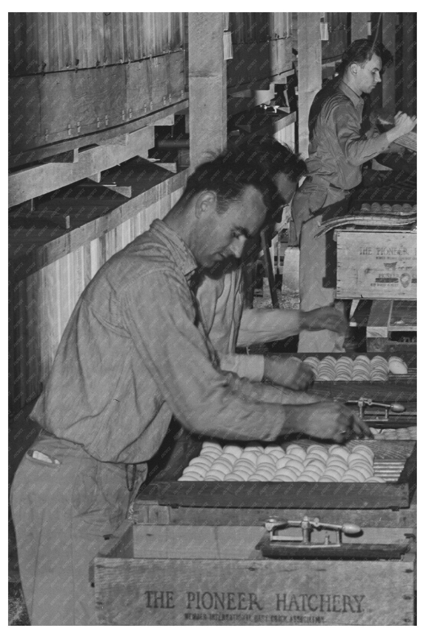 1942 Vintage Egg Processing Plant in Petaluma California - Available at KNOWOL
