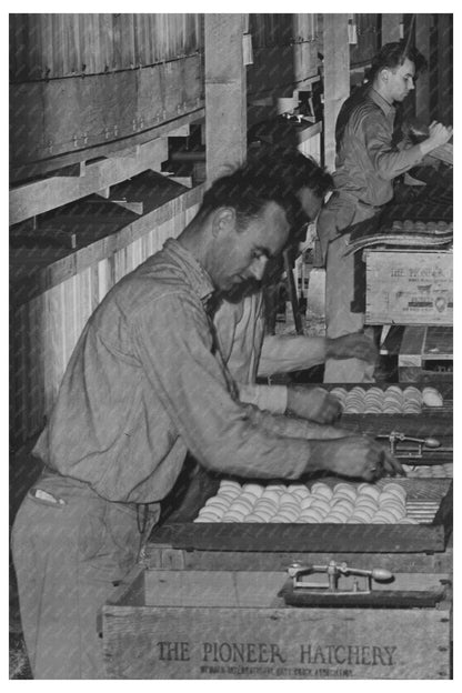1942 Vintage Egg Processing Plant in Petaluma California - Available at KNOWOL