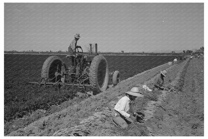 1942 Vintage Machine Digging Carrots in Yuma County - Available at KNOWOL