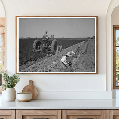 1942 Vintage Machine Digging Carrots in Yuma County - Available at KNOWOL