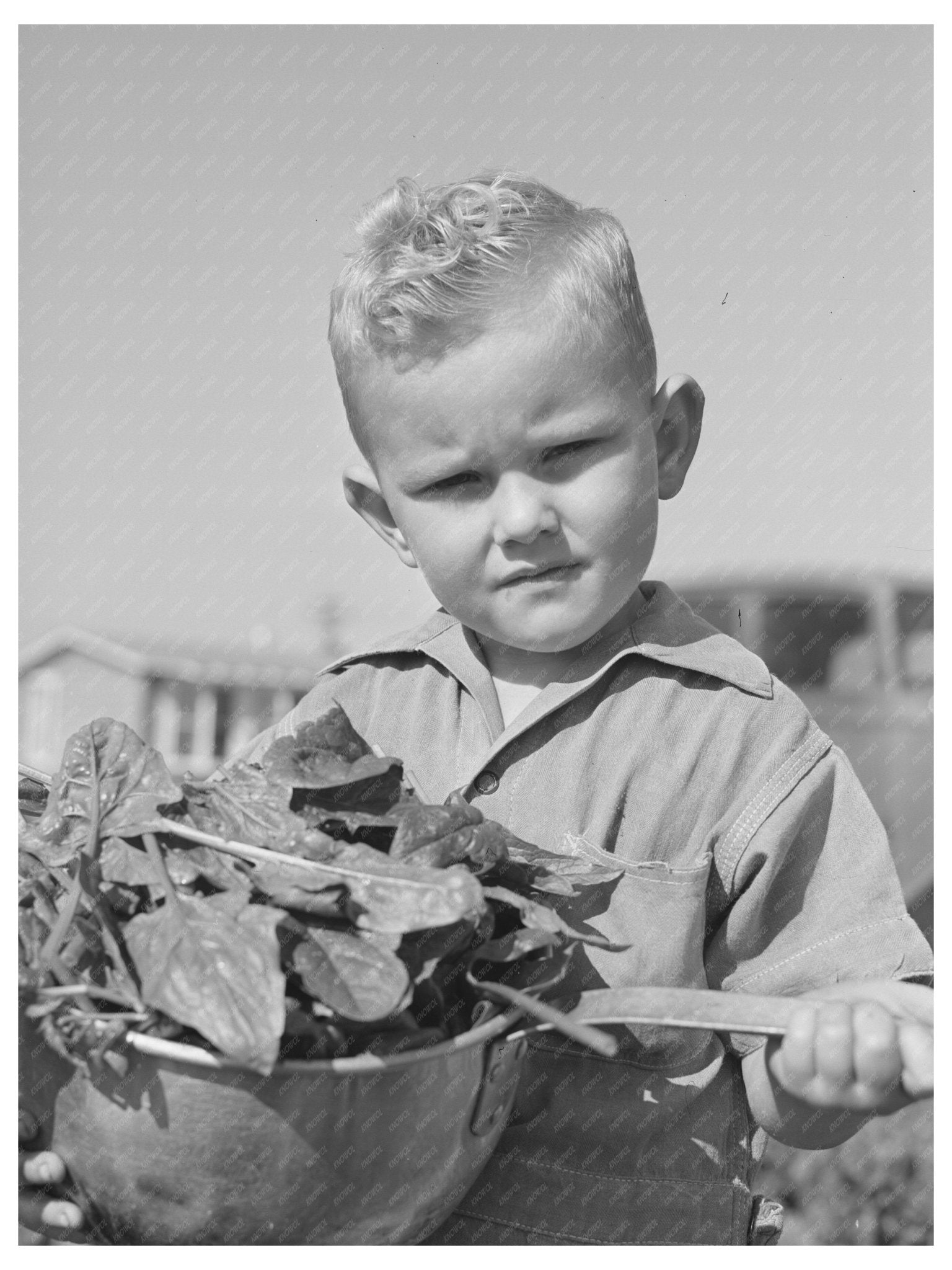 1942 Vintage Photo of Farm Workers in Woodville California - Available at KNOWOL