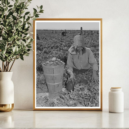 1942 Vintage Photo of Pea Picking in Yuma County Arizona - Available at KNOWOL