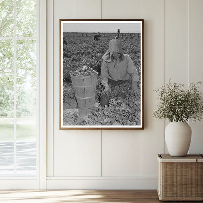 1942 Vintage Photo of Pea Picking in Yuma County Arizona - Available at KNOWOL