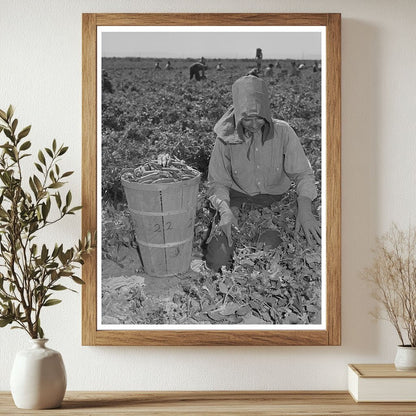 1942 Vintage Photo of Pea Picking in Yuma County Arizona - Available at KNOWOL