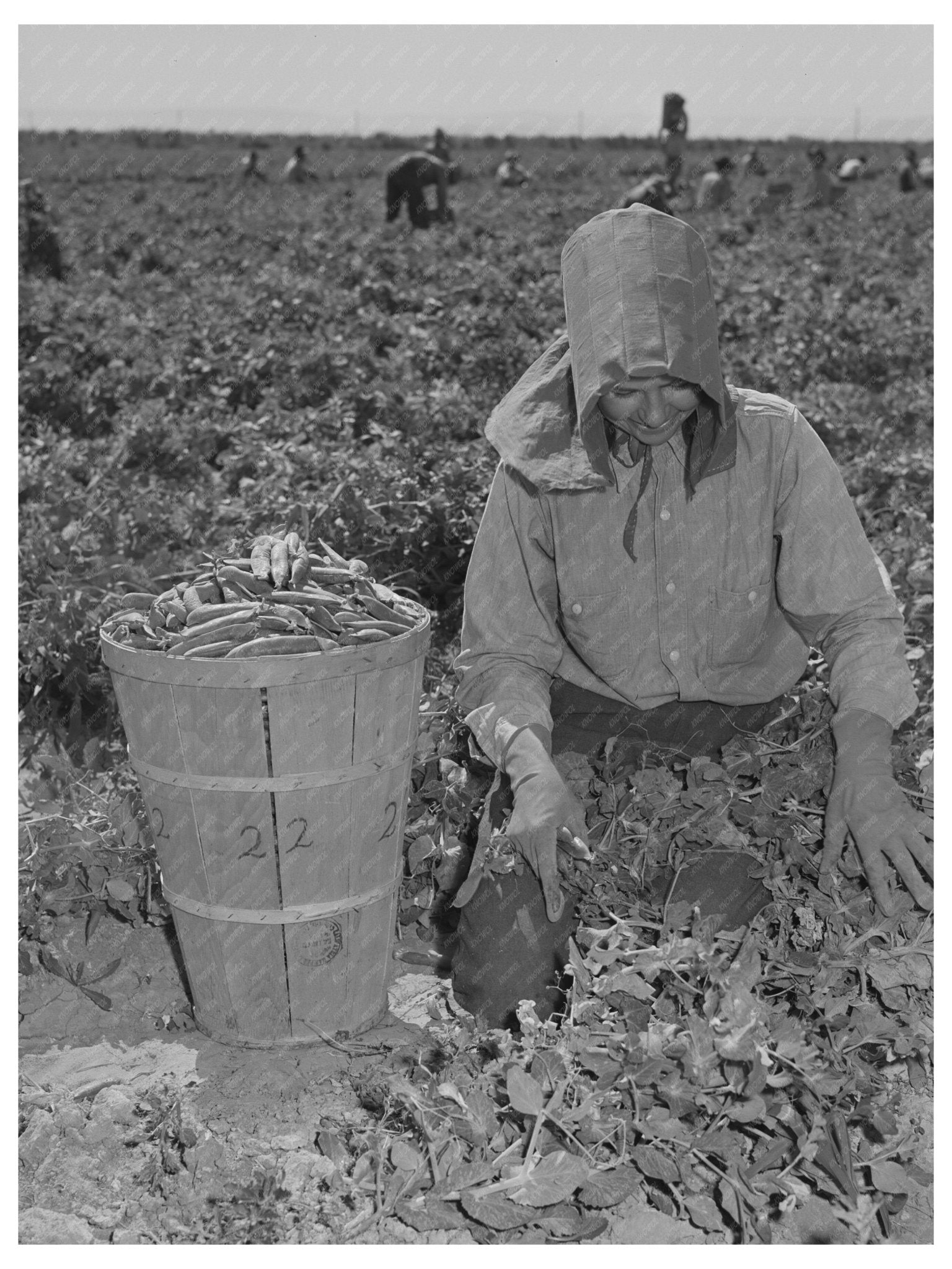 1942 Vintage Photo of Pea Picking in Yuma County Arizona - Available at KNOWOL