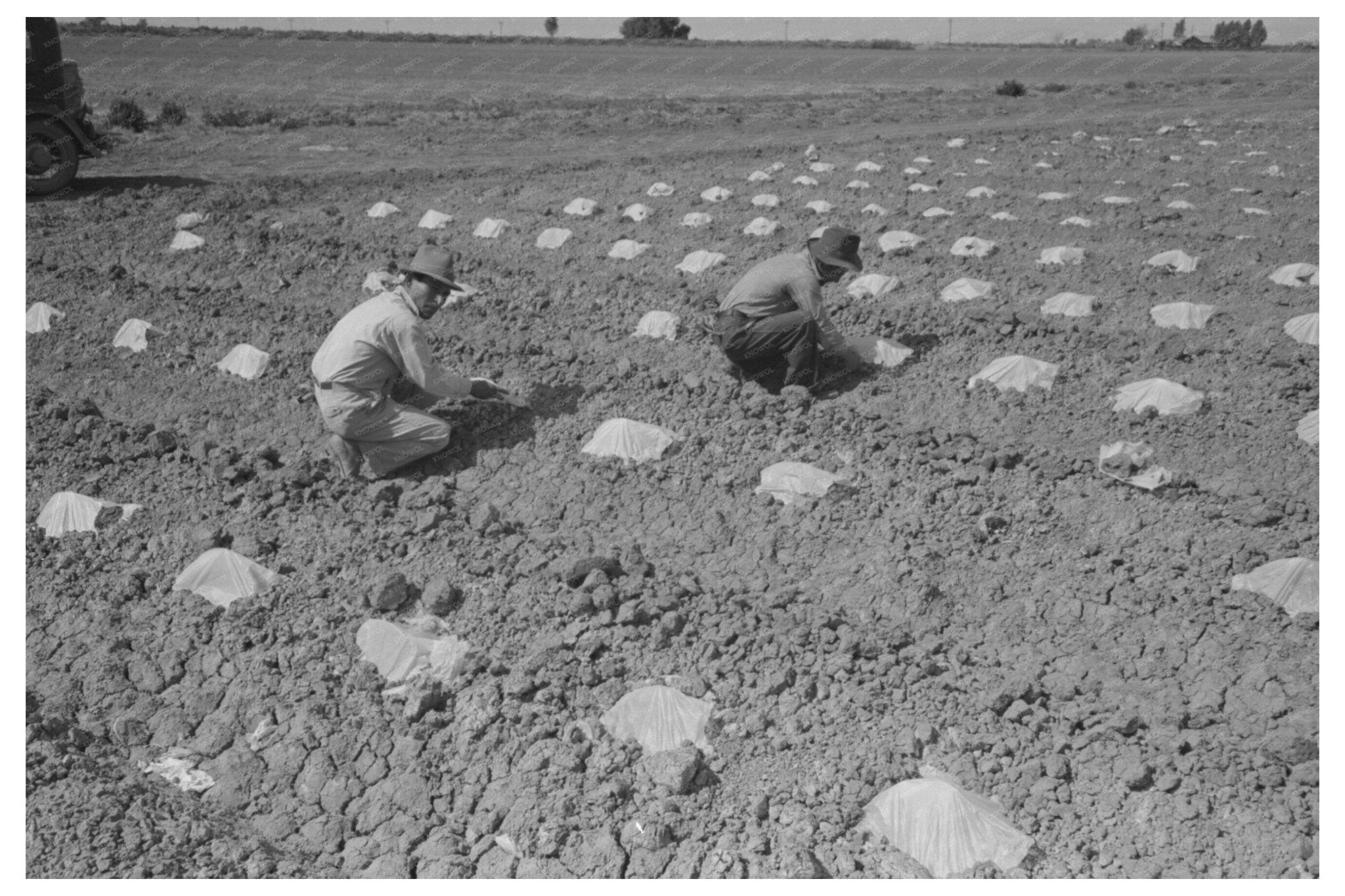 1942 Vintage Photo of Workmen Protecting Melon Plants - Available at KNOWOL