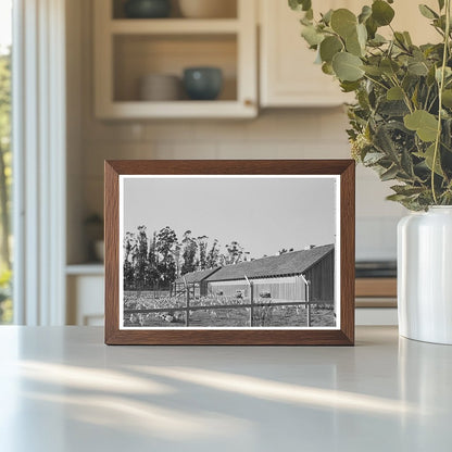 1942 Vintage Photograph of Chicken House and Chickens - Available at KNOWOL