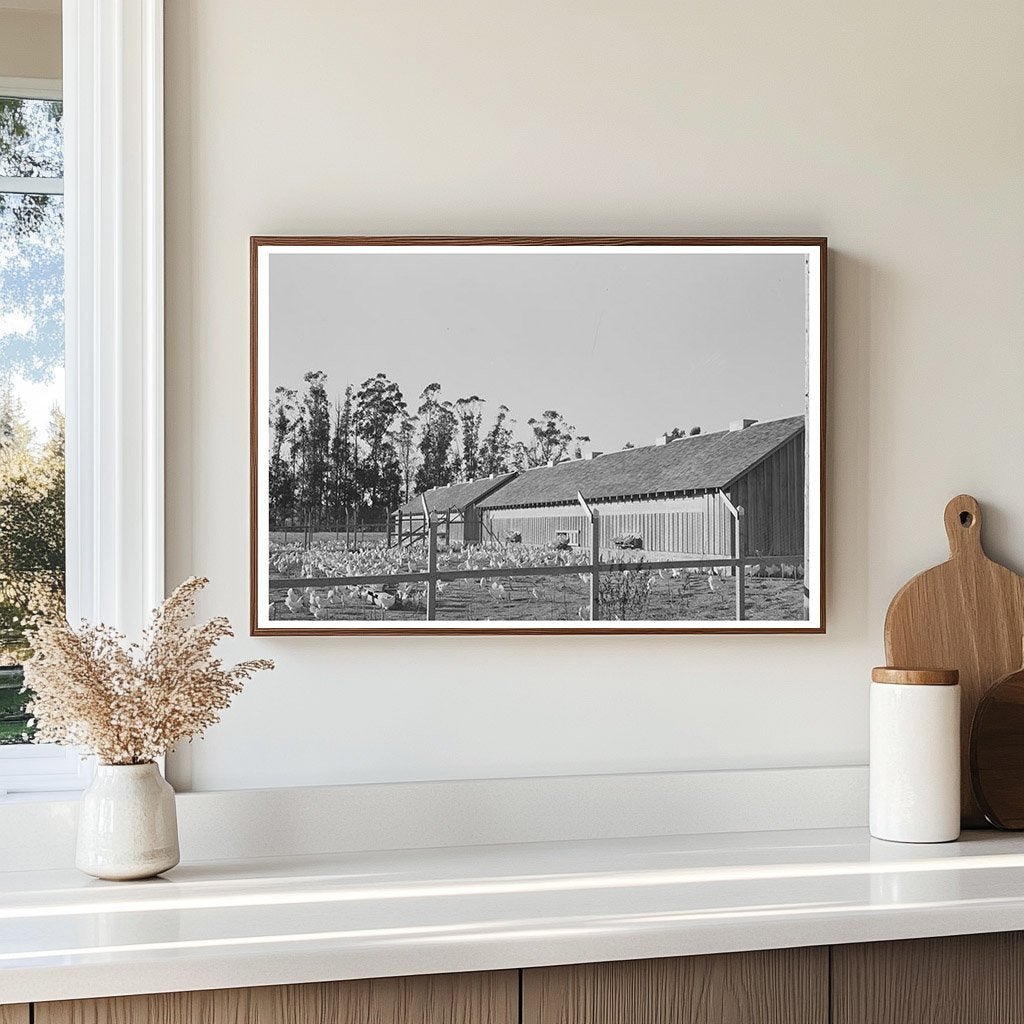 1942 Vintage Photograph of Chicken House and Chickens - Available at KNOWOL