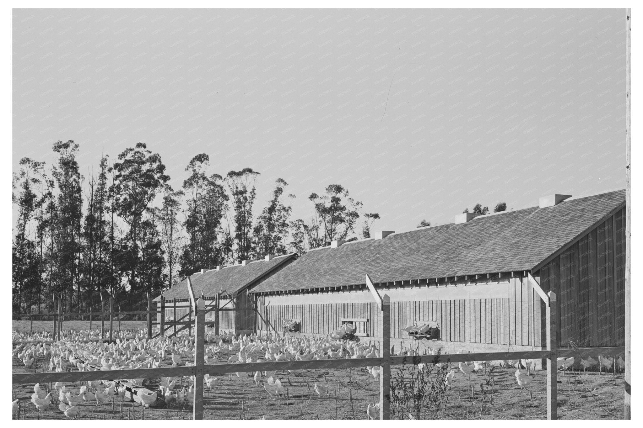 1942 Vintage Photograph of Chicken House and Chickens - Available at KNOWOL