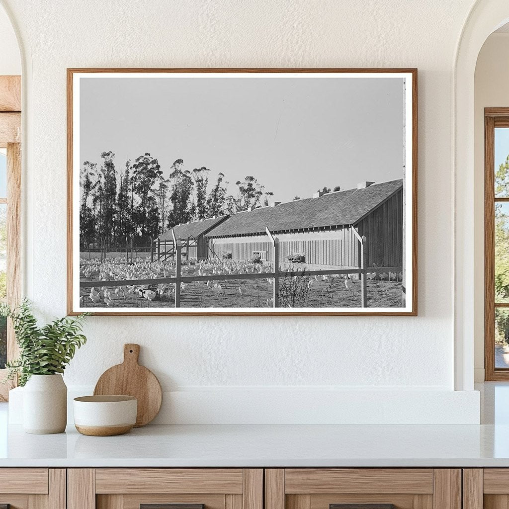 1942 Vintage Photograph of Chicken House and Chickens - Available at KNOWOL