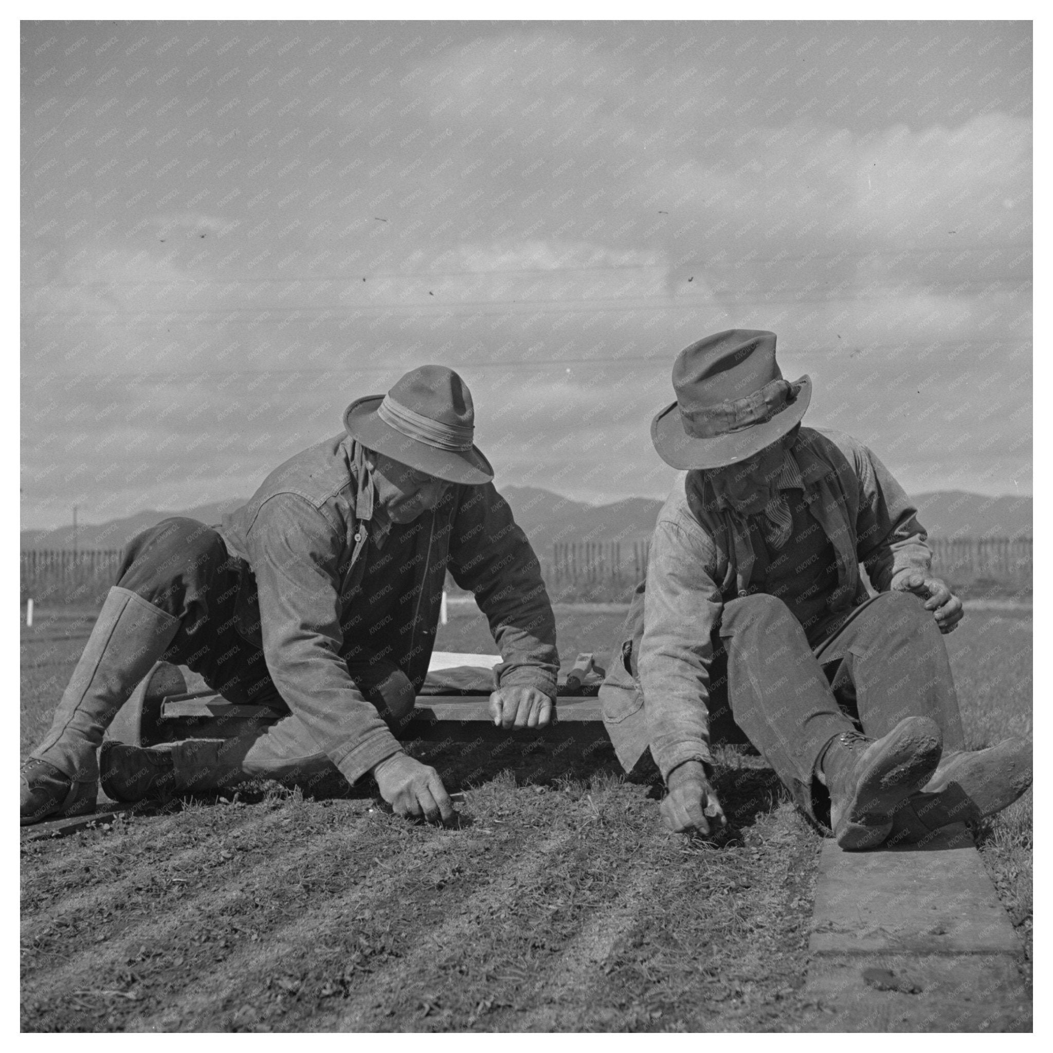 1942 Workers Weeding Guayule Nursery in Salinas California - Available at KNOWOL