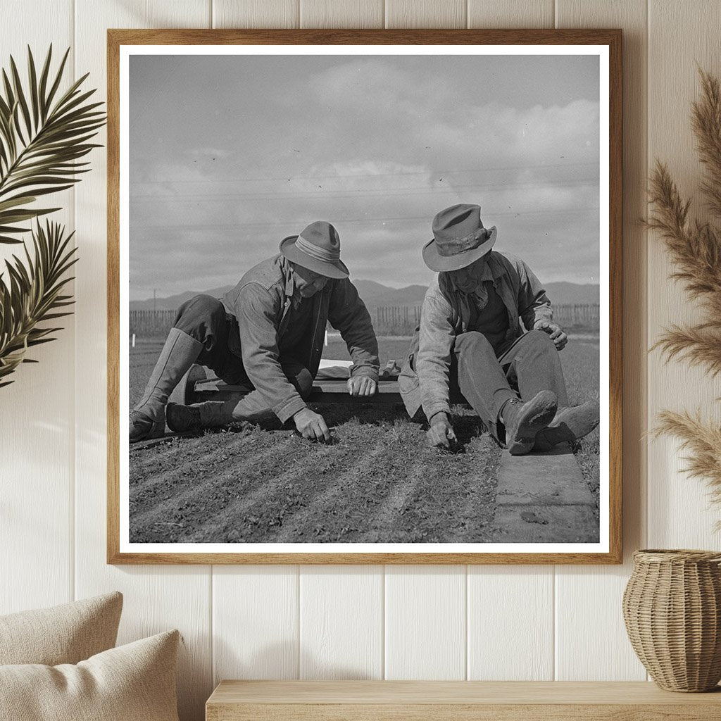 1942 Workers Weeding Guayule Nursery in Salinas California - Available at KNOWOL